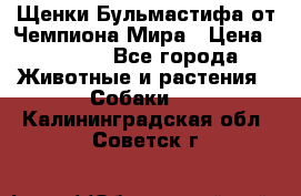 Щенки Бульмастифа от Чемпиона Мира › Цена ­ 1 000 - Все города Животные и растения » Собаки   . Калининградская обл.,Советск г.